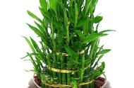 富贵竹的养殖方法步骤（富贵竹的养殖方法和注意事项）