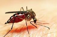 为什么只有雌蚊子能吸血（野外遭遇毒蚊如何处理）