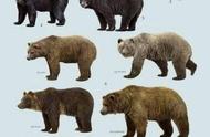 世界上最大的10种熊（北极熊、棕熊、黑熊谁是熊界的“老大”）