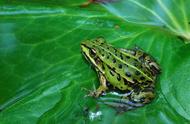 绿色的青蛙会沾在皮肤上吗（与众不同的两栖动物皮肤）