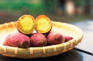 红薯分为哪几种（帮你迅速找到适合自己种植的红薯品种）