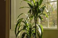 喜阴大型植物适合室内种植（在家里也能养到2米多高）