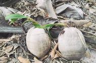 椰子树是生长在哪个地方（它长大了）