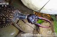 世界上最大的水生昆虫（都江堰发现世界上体型最大的水生昆虫）