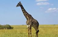 真正的长颈鹿的脖子有多长（这么长只是抻出来的吗）