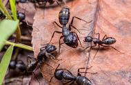 黑蚂蚁的作用和功能（不用支付的良药）