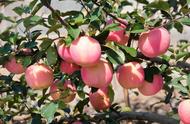 苹果几月成熟上市（按果实发育期只有早熟、早中熟、中晚熟和晚熟4种）