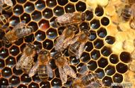 蜜蜂是通过什么来交流信息的（2种方式）