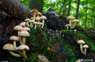 预防野生蘑菇中毒图片（倾情解答6个野生蘑菇中毒问题）