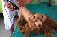 泰迪犬多少个月可以修剪毛发（什么时候剃胎毛最好）