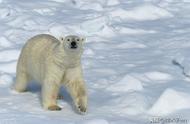 北极熊为什么皮肤是白的（原来我们被骗了这么多年）