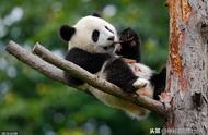 熊猫为什么喜欢吃竹子?怎么消化北京冬运会开幕式（它如何消化竹子里的纤维）