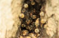 养野蜜蜂的技巧和方法（如何进行养殖）