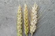 麦子什么季节成熟收割（如何判断小麦可以收割呢）