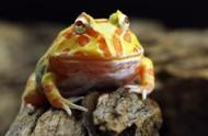 角蛙一年可以长几厘米（一种新兴的宠物蛙(价值几百至两千)）
