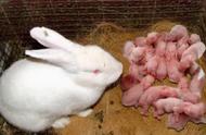 兔子一般养几个月可以生崽（农村为什么不养殖兔子致富）
