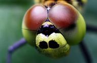 眼睛最多的昆虫有多少个（蜻蜓有5）