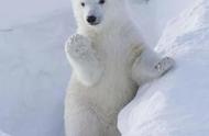 北极熊为什么不怕冷视频讲解（北极熊为什么不怕冷）