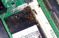 蟑螂为什么喜欢在电器（为什么电脑主机里经常会有蟑螂）