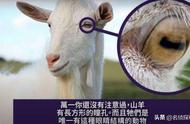 羊瞳孔为什么是长条状（为什么羊的眼睛是长方形的）