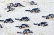 海龟怎么知道自己出生的地方（海龟为啥总能找到“北”）