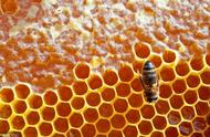 蜂蜜花粉的功效与作用及食用方法（更是有这7个作用）