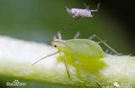 蚜虫与蚂蚁是什么关系（及十几种无公害灭蚜虫的方法）