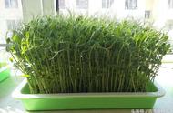 水培豌豆苗的种植方法和时间（10天长出一盆菜）