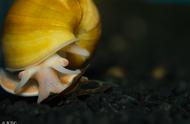 人工养殖的福寿螺可以吃吗（长的和田螺相似）