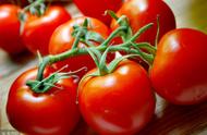 番茄是蔬菜为什么不是水果（“人家明明有着水果的特征却判定是蔬菜）