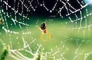 有几种蜘蛛网（蜘蛛为什么有这么高的”艺术造诣“）