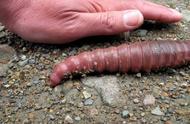 世界上最大的蚯蚓在哪里（最长超过两米）
