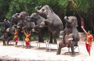 为什么亚洲象的体型会比非洲象小（而非洲象却不行）