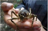 世界上最大的食蚁（世界上最大的蚂蚁——贪食牛蚁）