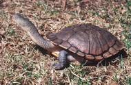寿命最短的龟类（这种乌龟却是十足的“短命鬼”）