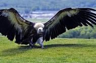 世界上能飞得最大的鸟是什么鸟（阿根廷巨鹰）