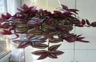 紫吊兰的养殖方法和注意事项图片（紫吊兰怎么养殖）