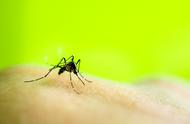 蚊子传播的病毒可以抵抗吗（真的能阻断病毒传播）