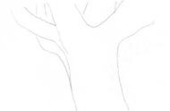 梧桐树怎么画简单儿童画（教你三种常见树木画法）
