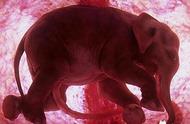 为什么大象可以怀孕一年（你知道地球上怀孕周期最长的动物是谁吗）