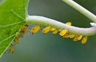 蚜虫长得是什么样的（蚜虫的生长特点、危害症状和防治方法）
