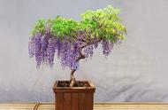 紫藤矮化盆栽（养了好几年也不开花）