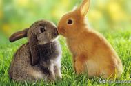 兔子多大就可以产小崽了（可为何在农村很少有人养殖兔子来致富呢）