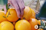 沃柑和橙子橘子的区别（耙耙柑、沃柑、爱媛）