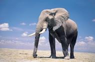 为什么大象只有一只耳朵呢（大象的长鼻和扇大的耳朵居然是用来干这个的）