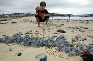 澳洲海滩毒水母（或与气候异常有关）