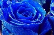 20个蓝色妖姬的花语（关于蓝色妖姬）