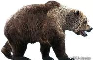 洞熊有多重（站立高度可达3米的史前巨兽-洞熊）