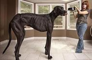 世界上最大的狗是什么品种（最高的和姚明一样高）