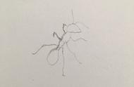 怎么画可爱的小蚂蚁很逼真（大人和孩子都适合）